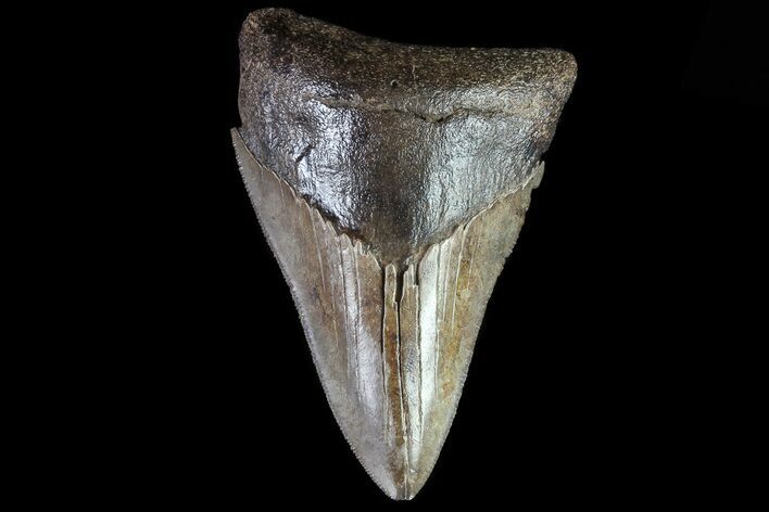 Serrated, Fossil Megalodon Tooth - Georgia #81692